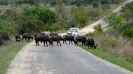 Zuid-Afrika - Mpulanga tot de Kaap - 2013